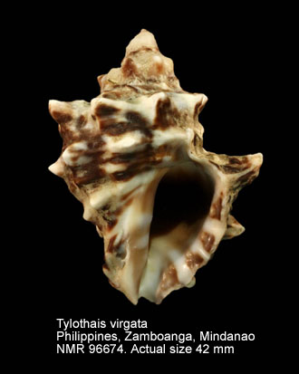 Tylothais virgata.jpg - Tylothais virgata (Dillwyn,1817)